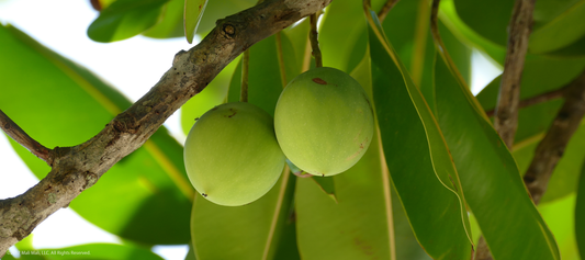Why Tamanu?
